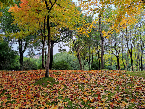 秋天的枫树林