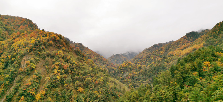 卧龙老鸦山彩林