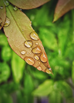 秋天落满雨珠的树叶