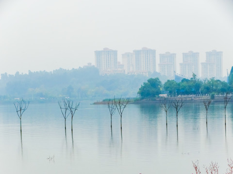 水中小树林