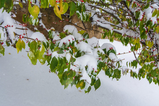 树木树枝红果雪挂与雪地