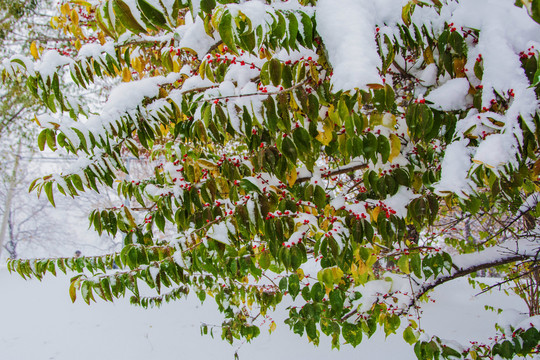 树木树枝与红果雪挂