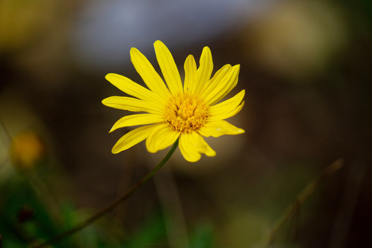 黄金菊