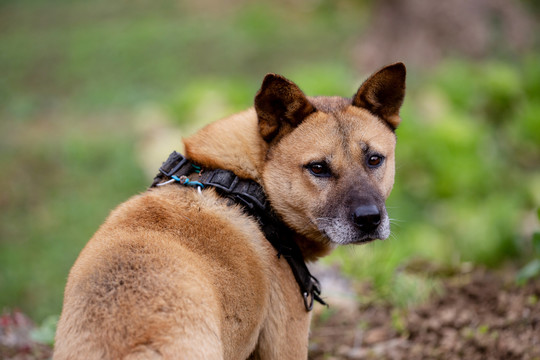 中华田园犬