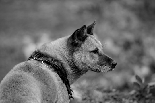 中华田园犬