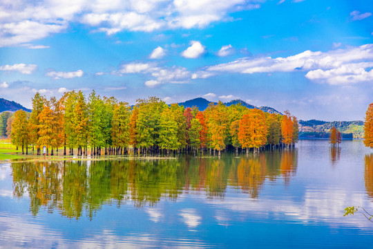 水杉林风景画