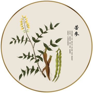 手繪中草藥苦參養生藥材