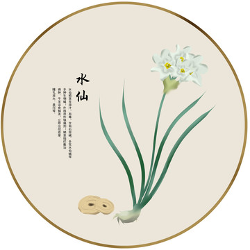 手繪中草藥水仙養(yǎng)生藥材