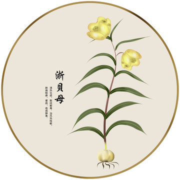 手繪中草藥浙貝母養(yǎng)生藥材