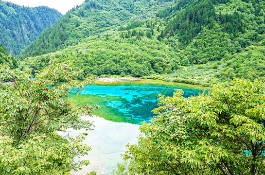 九寨沟箭竹海