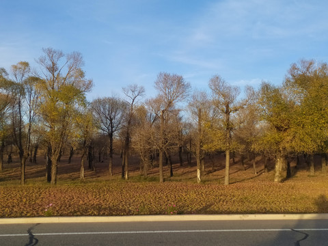 路边的风景