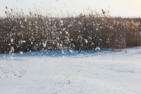 雪地芦苇飞絮