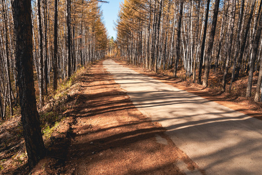 秋季树林道路