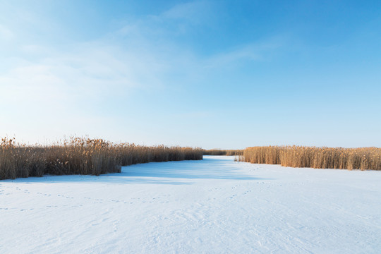 冬季湿地芦苇冰面积雪