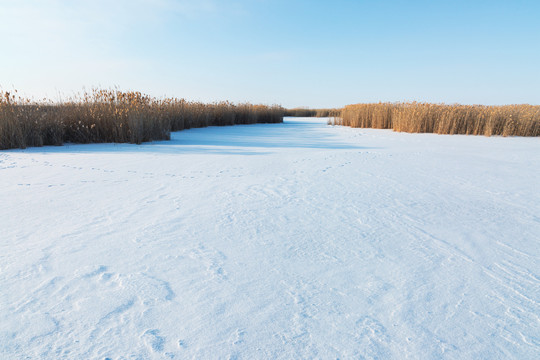 湿地冬天雪地芦苇