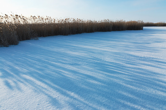 雪地芦苇荡光影