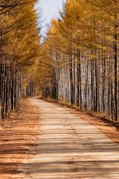 秋季森林和路