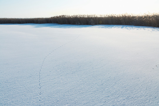 湿地冬季雪地脚印芦苇荡