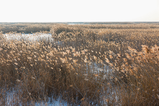 冬季湿地逆光芦苇荡