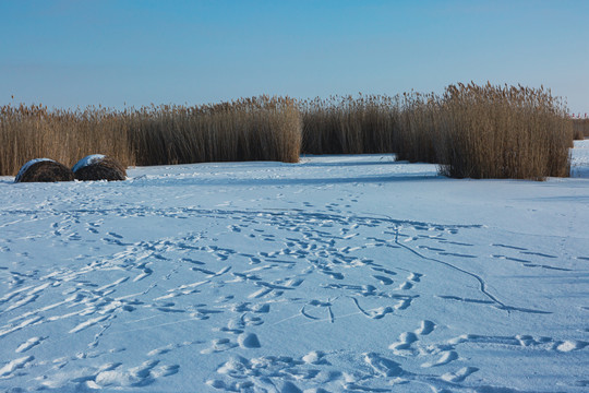 冬季湿地雪地芦苇荡脚印
