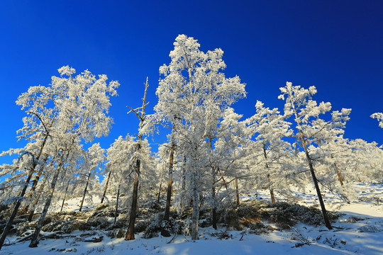 林海雪原松林雾凇