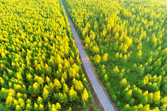 穿越落叶松松林的公路