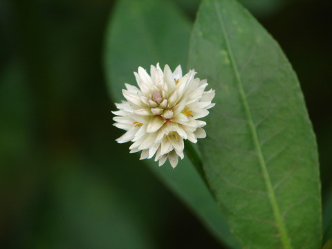 喜旱莲子草的开花季节