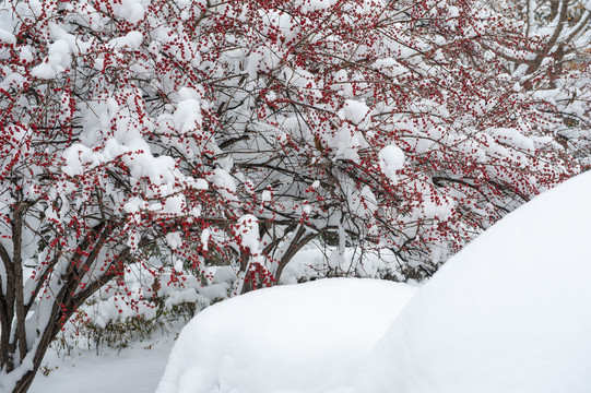 雪后的忍冬