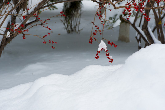 雪后的忍冬