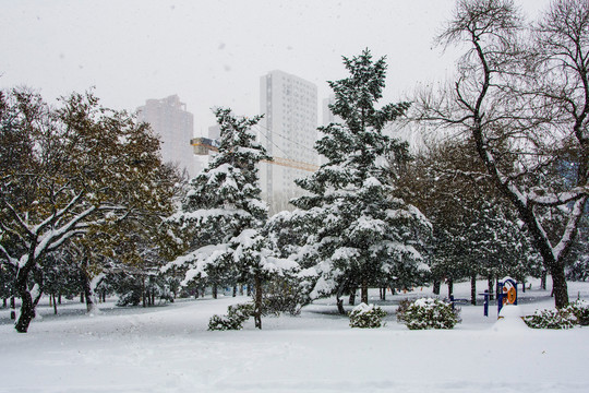 两棵挂着雪的松树与树木