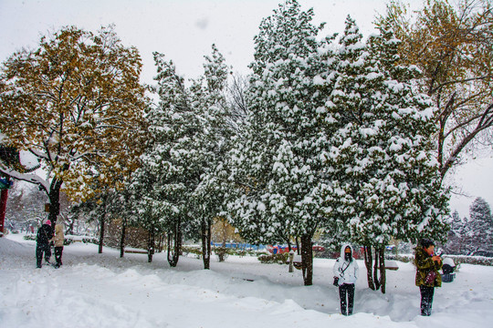 雪中松树树木雪挂雪地