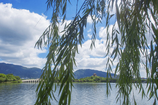 西湖树影婆娑景