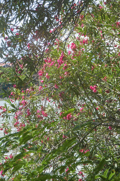 夹竹桃花枝景