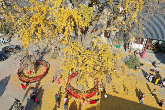 青岛城阳法海寺银杏树秋景