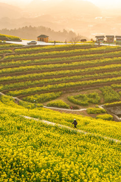 油菜花海