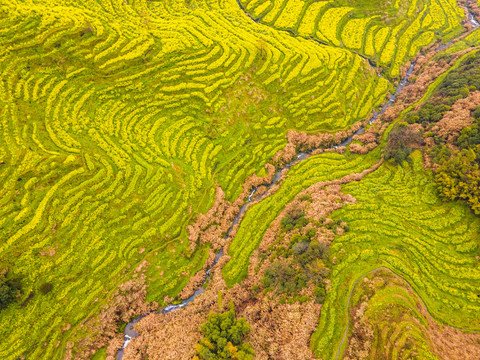 婺源篁岭油菜花海