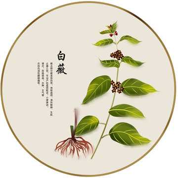 手繪中草藥白薇