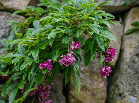 香花鸡血藤