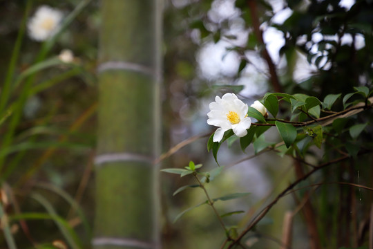 山茶花