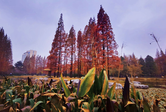 青岛中山公园秋天小西湖