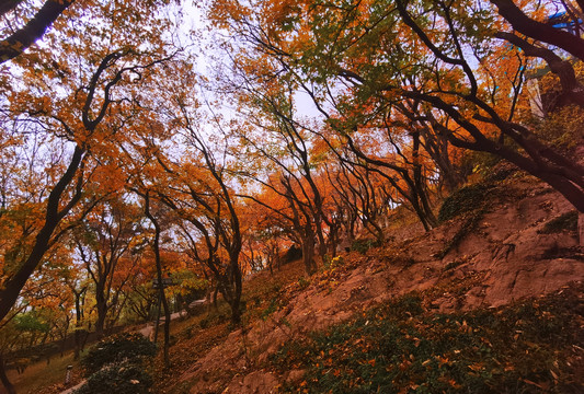 小鱼山秋景