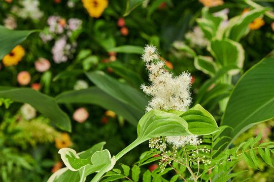 人造花圃