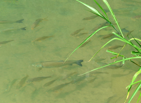 小七孔湿地溪流野生小鱼