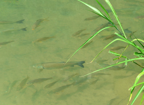小七孔濕地溪流野生小魚