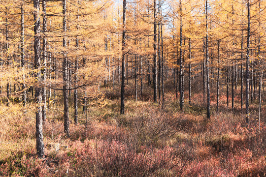秋季金色树林森林