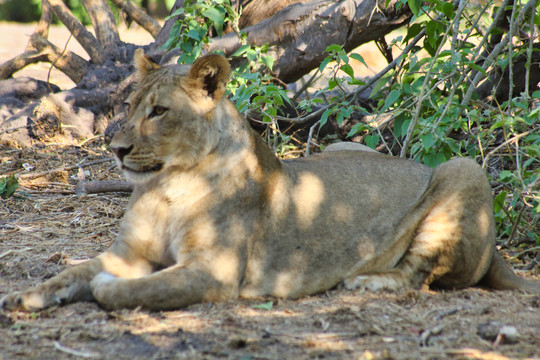 非洲狮与野生动物
