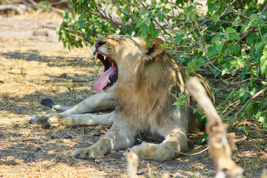 非洲狮与野生动物