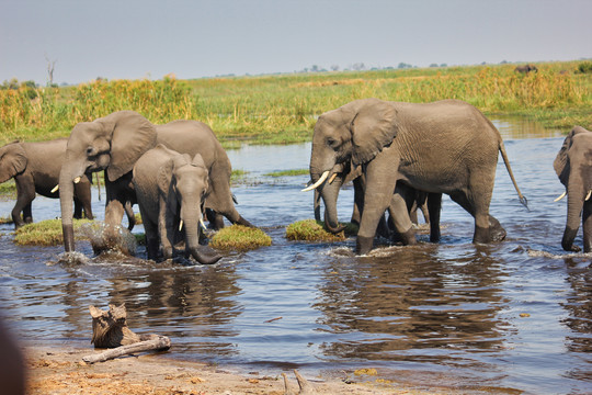 非洲象与大象