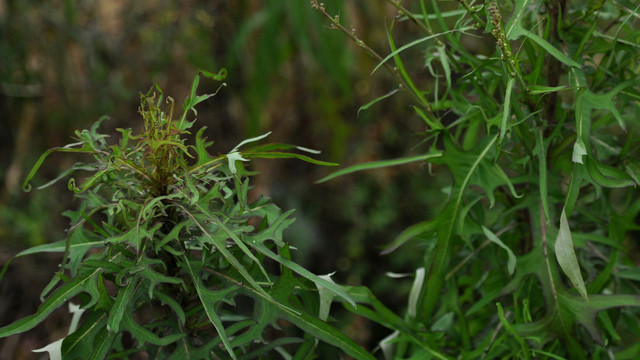 翅果菊