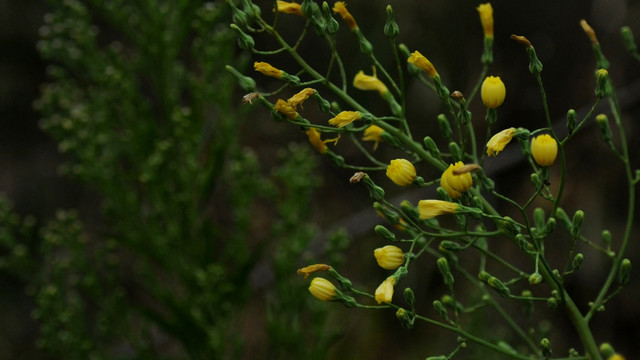 翅果菊